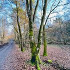 Im Wald in Der Pfalz