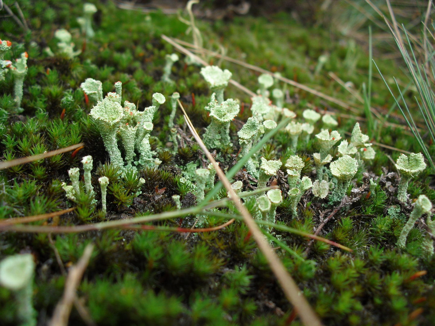 im Wald in Norwegen