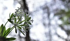 Im Wald ist der Mai schon da .....