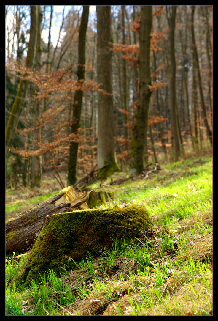 Im Wald ist die Welt noch in Ordnung...