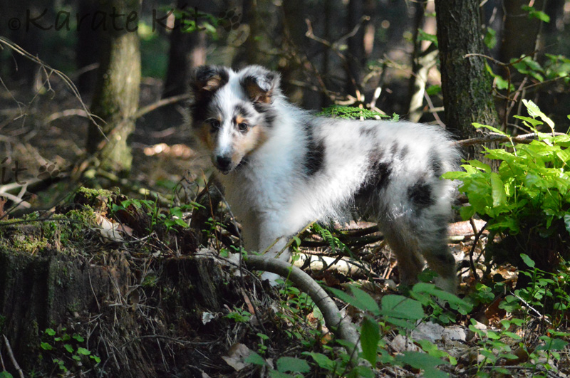 Im Wald ist doch so schön.