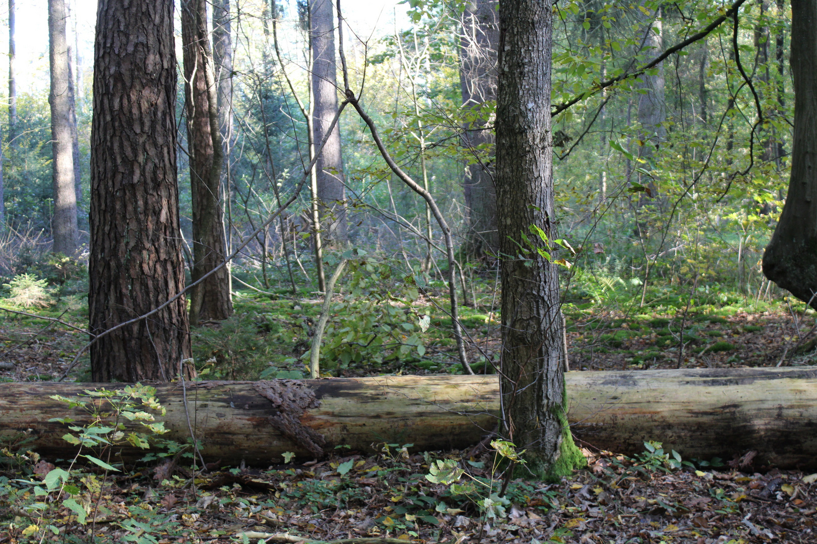 im wald ist manshmal licht III