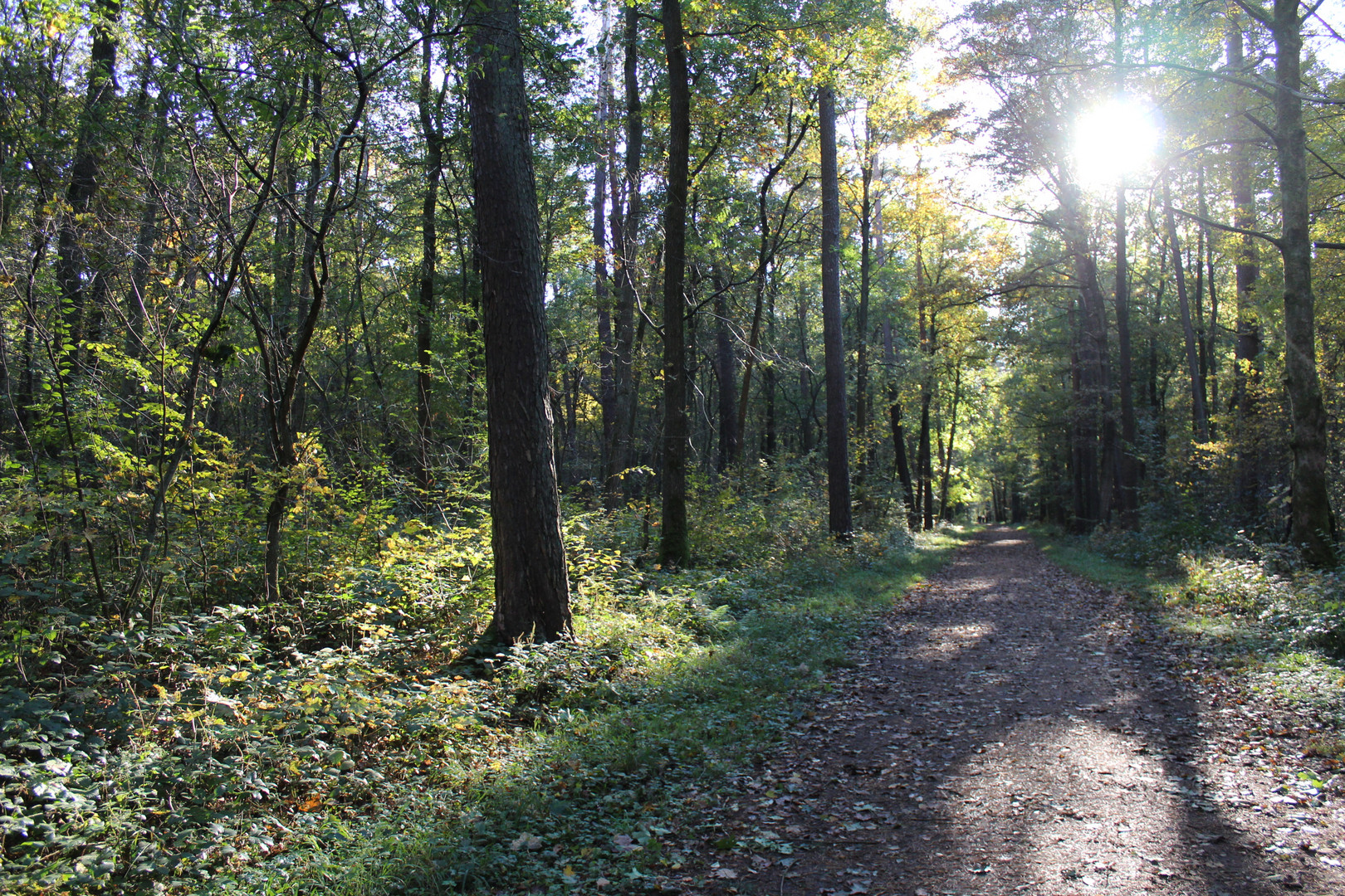 im wald ist manshmal licht VI