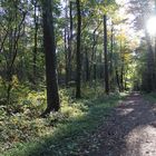 im wald ist manshmal licht VI