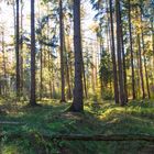 Im Wald IV