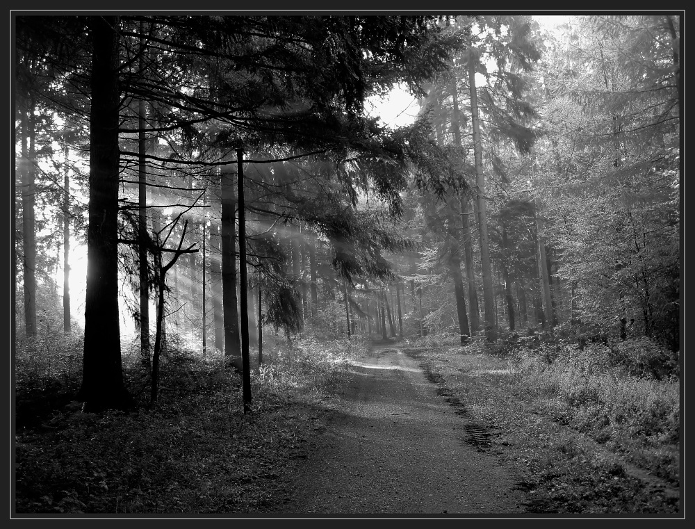 Im Wald IV