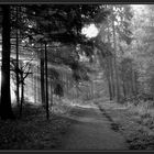 Im Wald IV