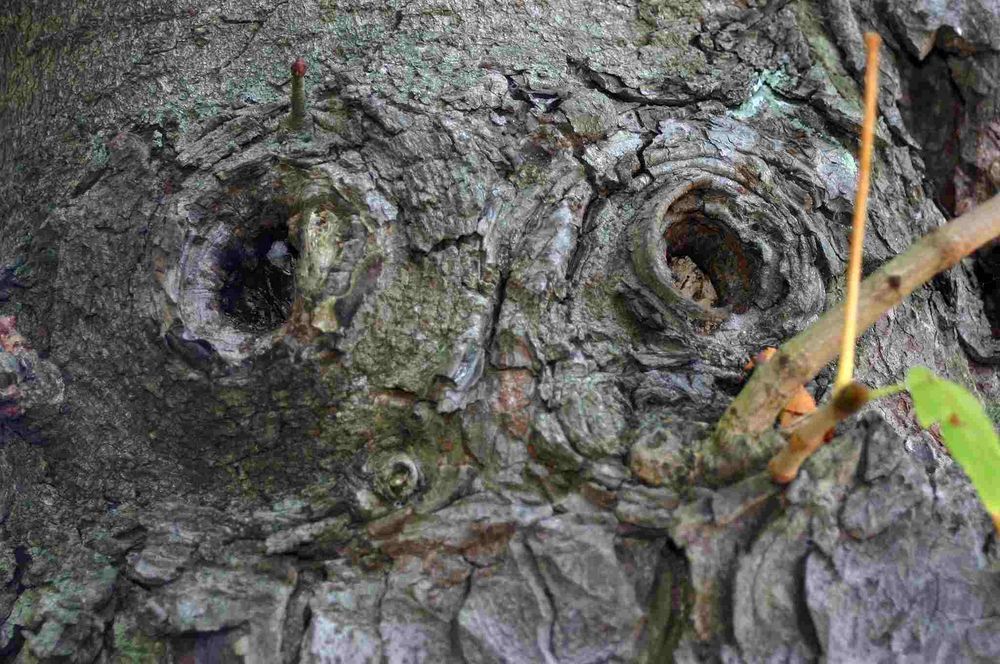 im Wald kam ich mir vor, als würde ich beobachtet