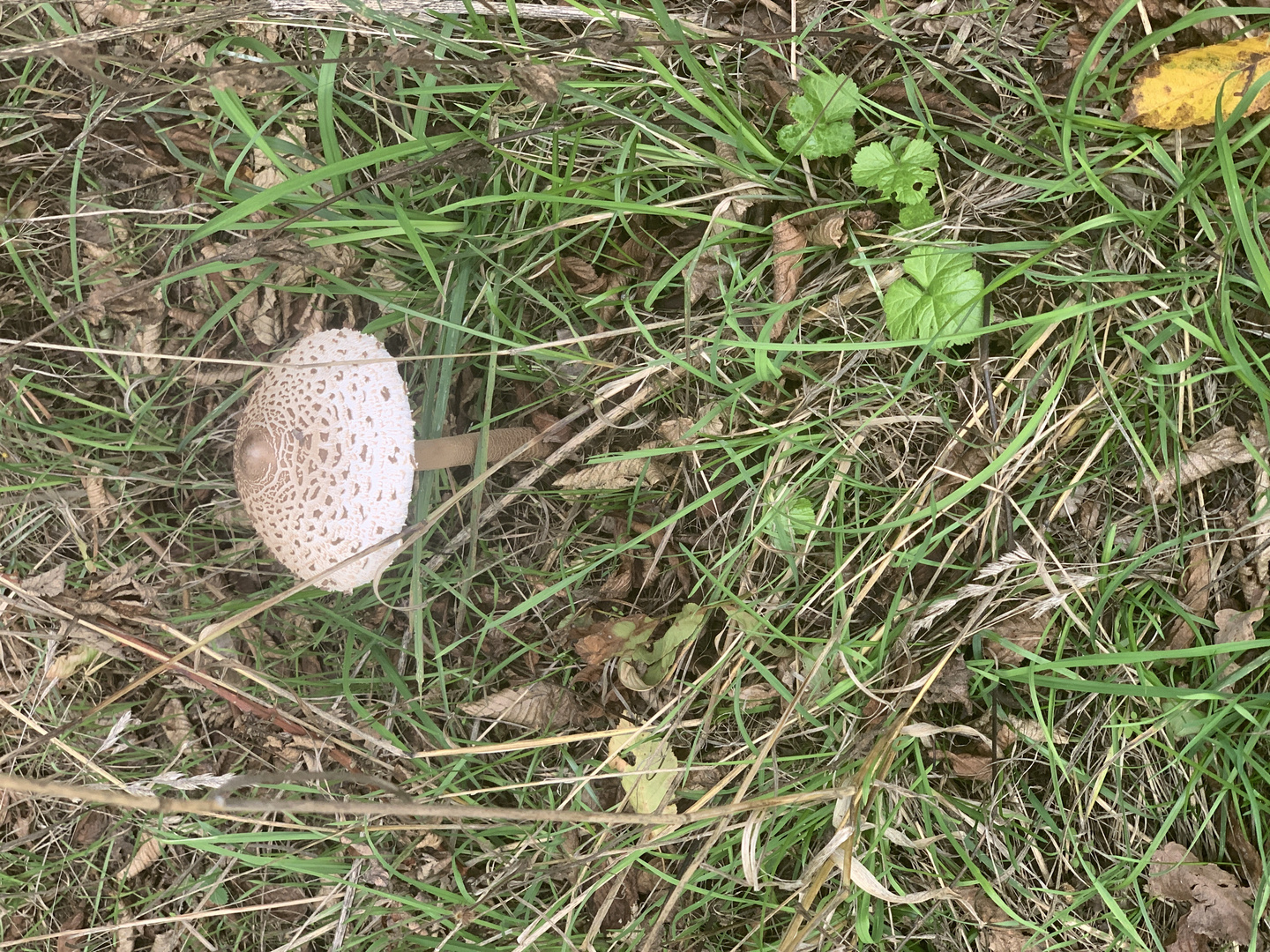 Im Wald kommen die ersten Pilze 