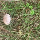 Im Wald kommen die ersten Pilze 