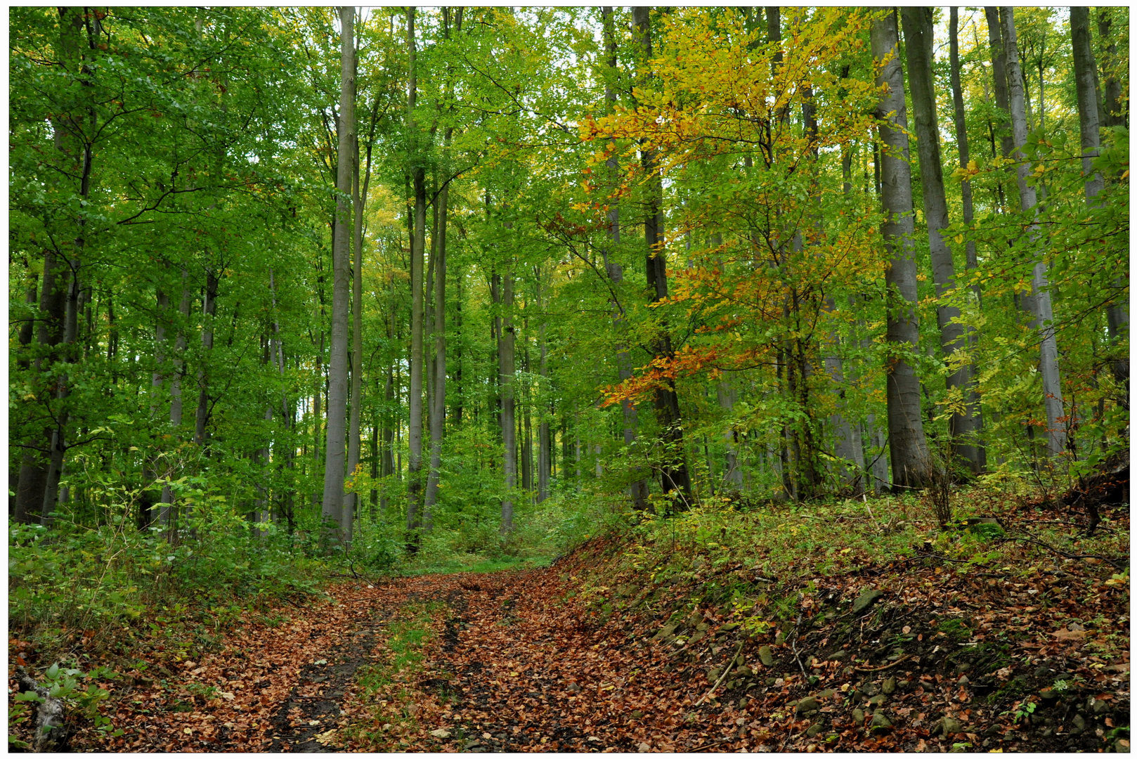 Im Wald, langsam ändern sich die Farben (el bosque, lentamente los colores están cambiandose)