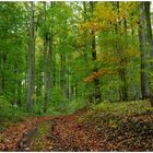Im Wald, langsam ändern sich die Farben (el bosque, lentamente los colores están cambiandose)