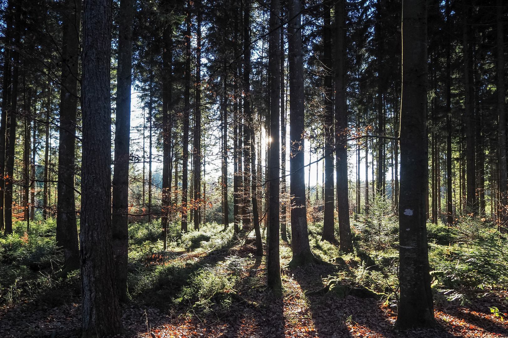 im Wald - Licht und Schatten