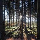 im Wald - Licht und Schatten