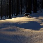 Im Wald - Licht und Schnee