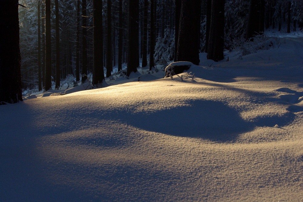 Im Wald - Licht und Schnee