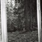 Im Wald mit dem Spiegel#4