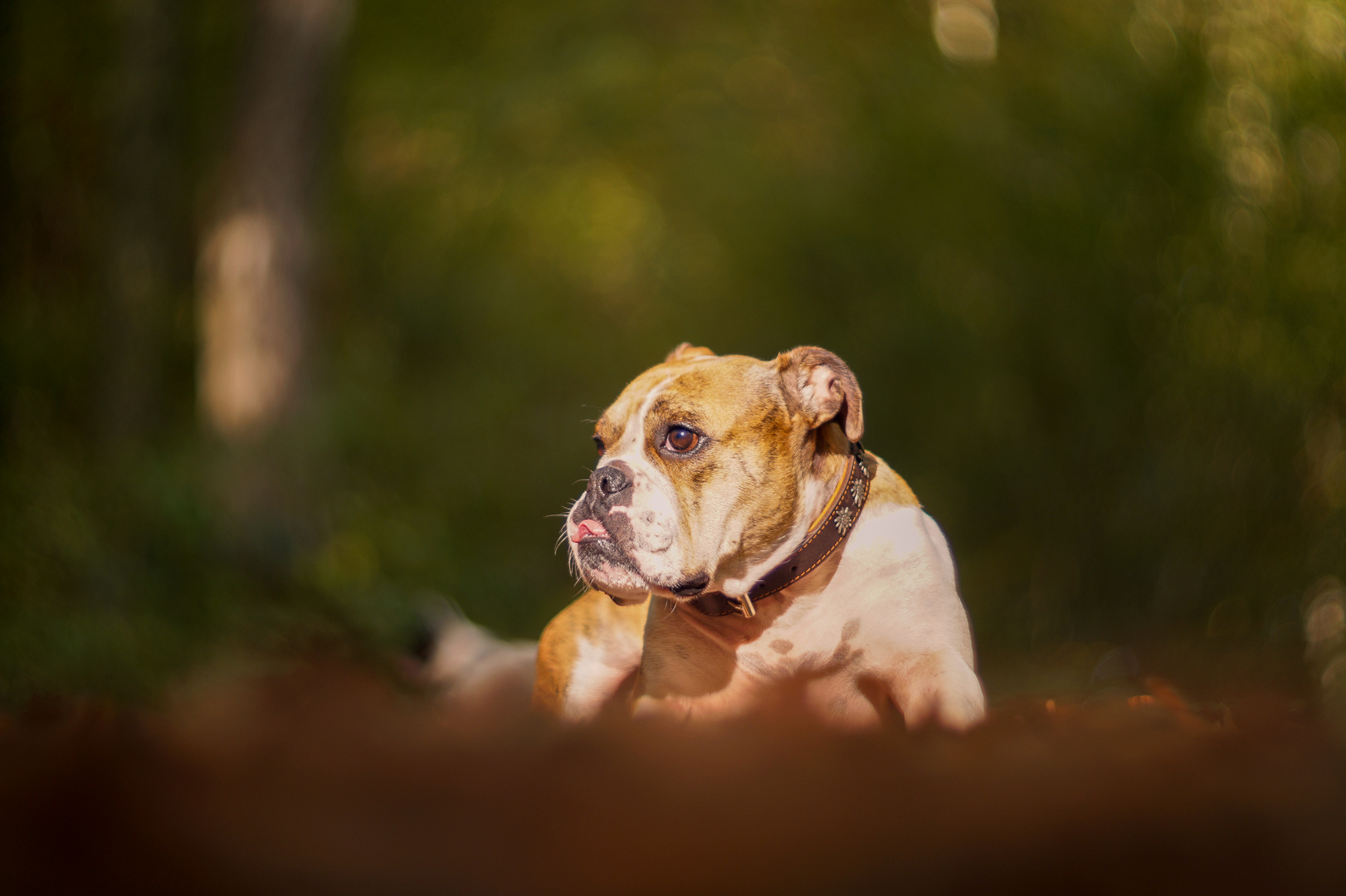 im Wald mit Heidi