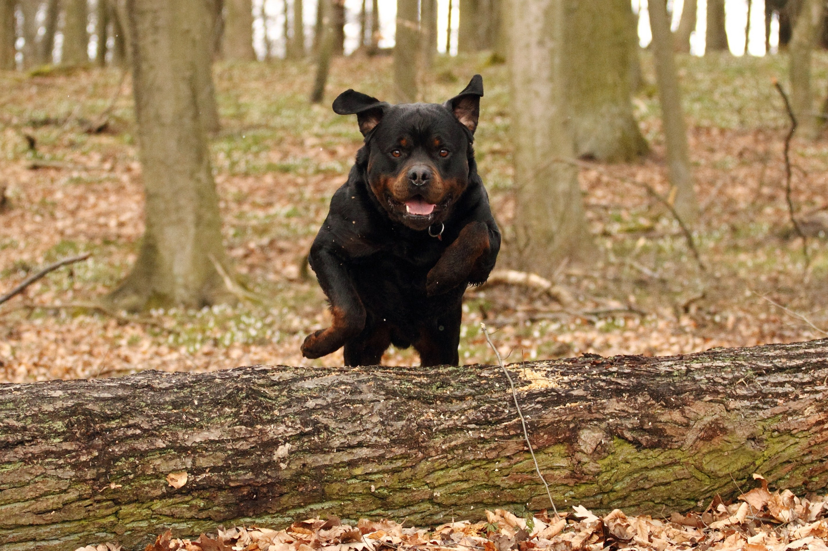 Im Wald mit Henk