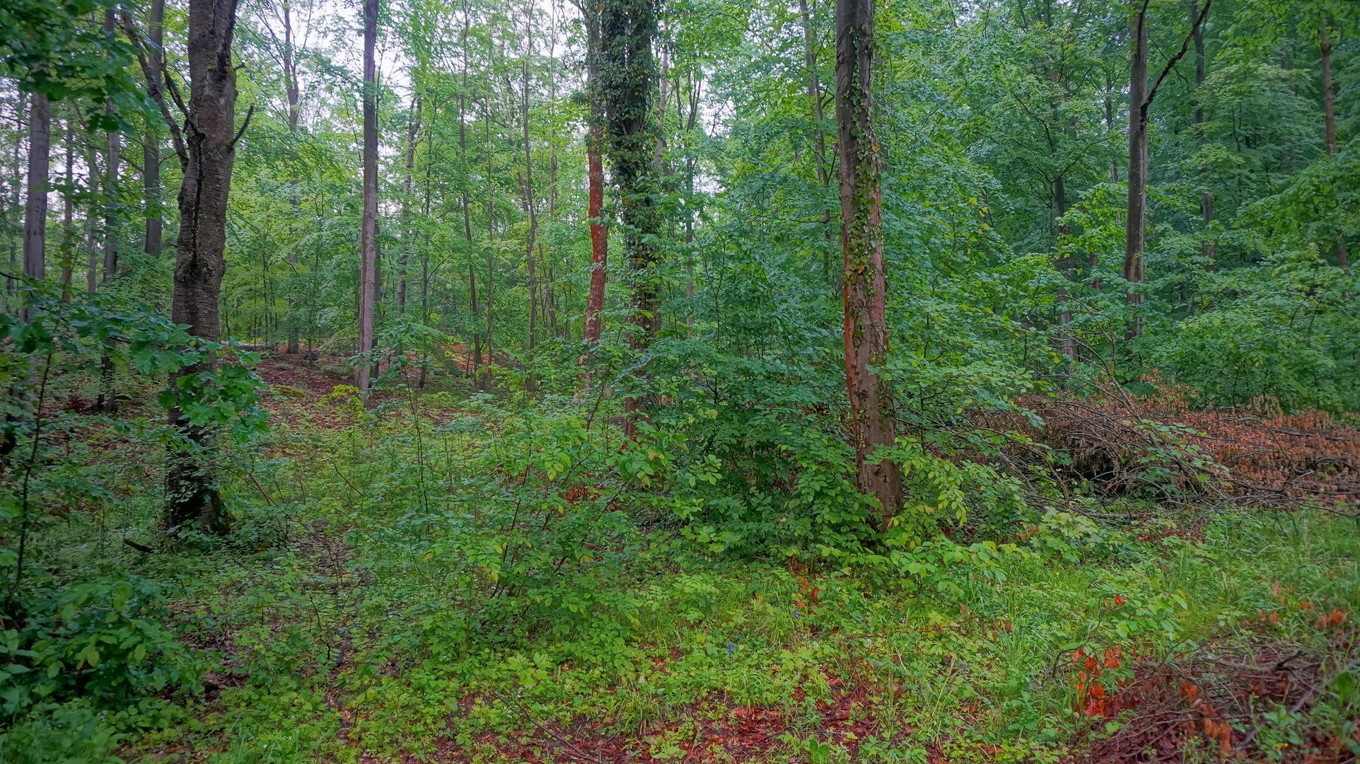 im Wald nach dem Regen ( en el bosque después de la lluvia)