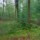 im Wald nach dem Regen ( en el bosque después de la lluvia)