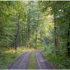 im Wald nach dem Regen (en el bosque después de la lluvia)