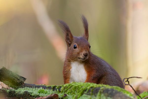 Im Wald - Oberlausitz