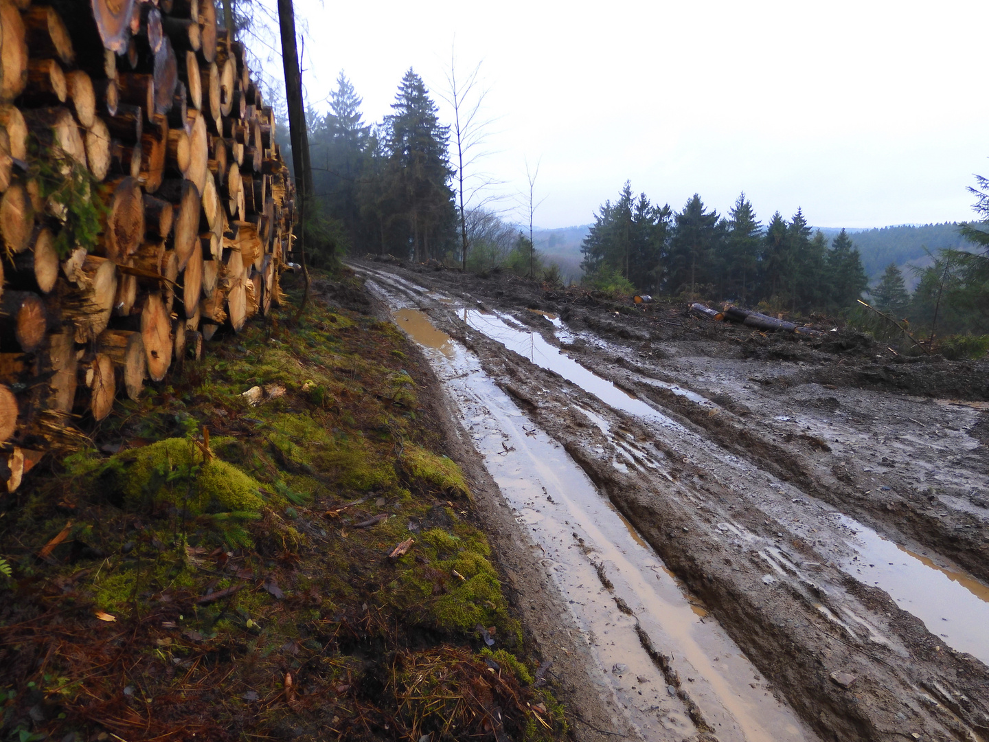 Im Wald oder was davon übrig geblieben ist