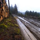 Im Wald oder was davon übrig geblieben ist