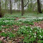 Im Wald-Park