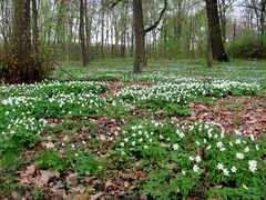 Im Wald-Park