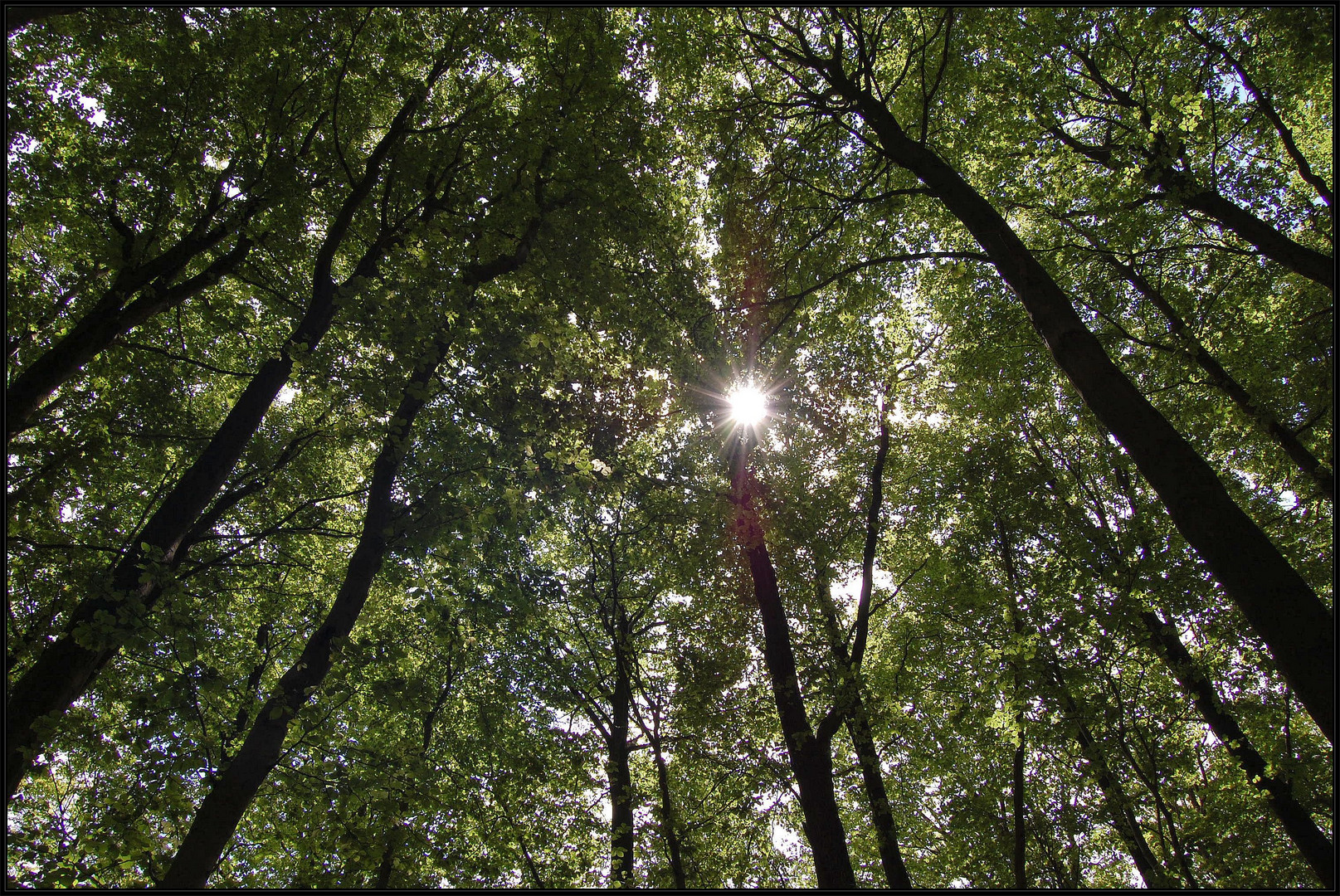 Im Wald reichen sich alle Bäume die Äste