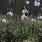 Im Wald - Schneeglöckchen -