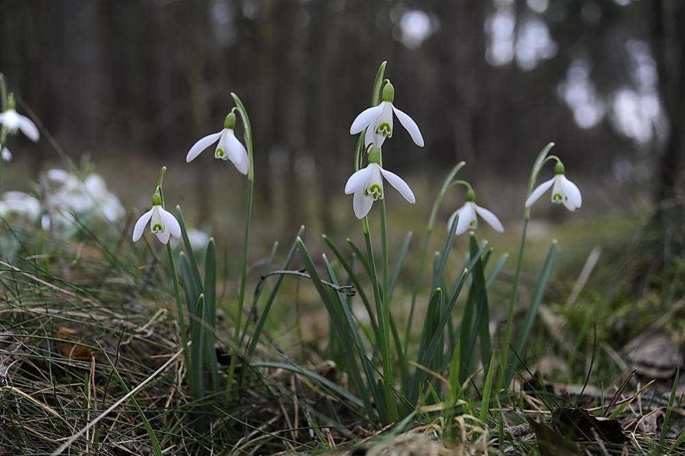 Im Wald - Schneeglöckchen -