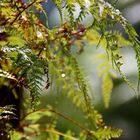 Im Wald sieht man das leichte Glimmen,