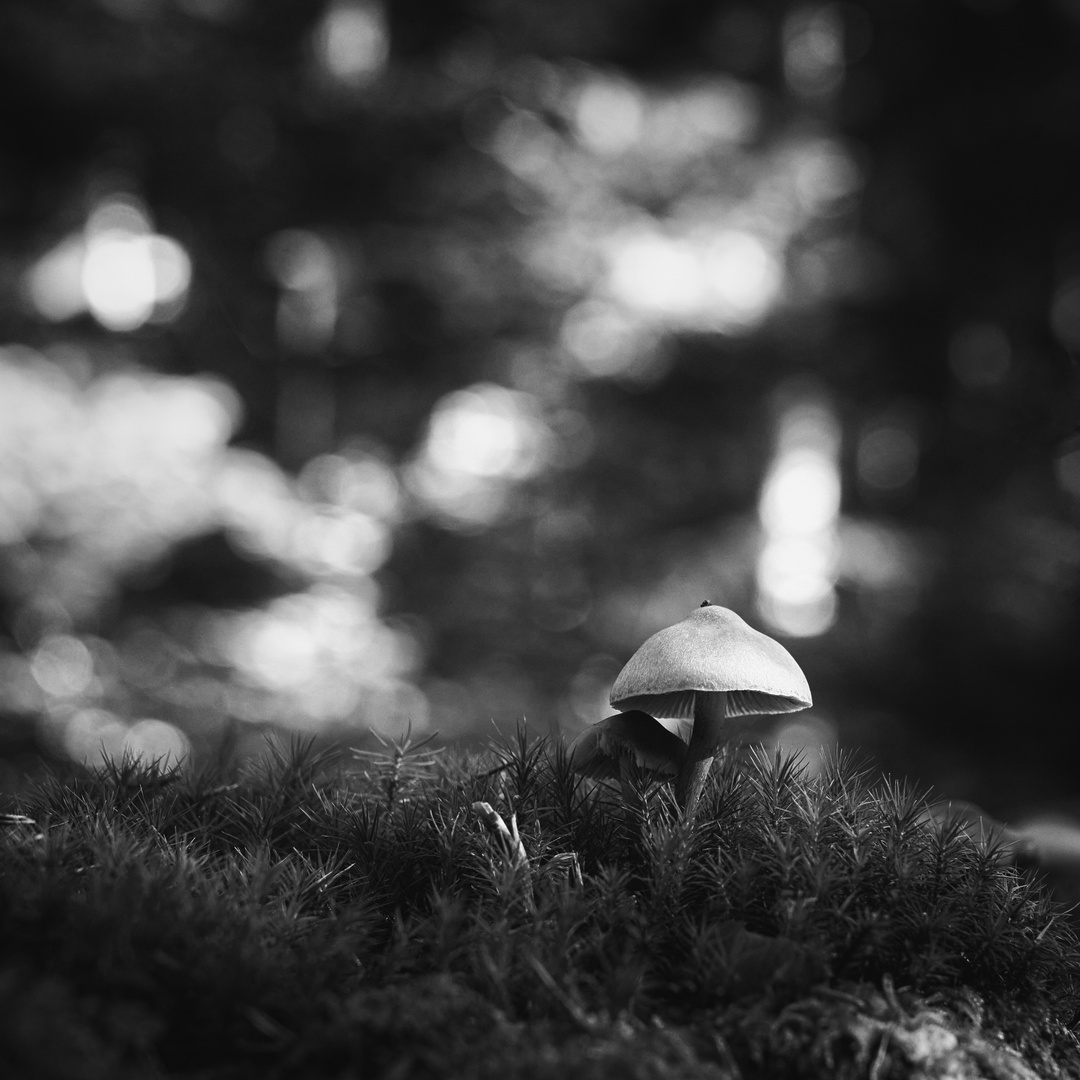 im Wald sind nicht nur Räuber....