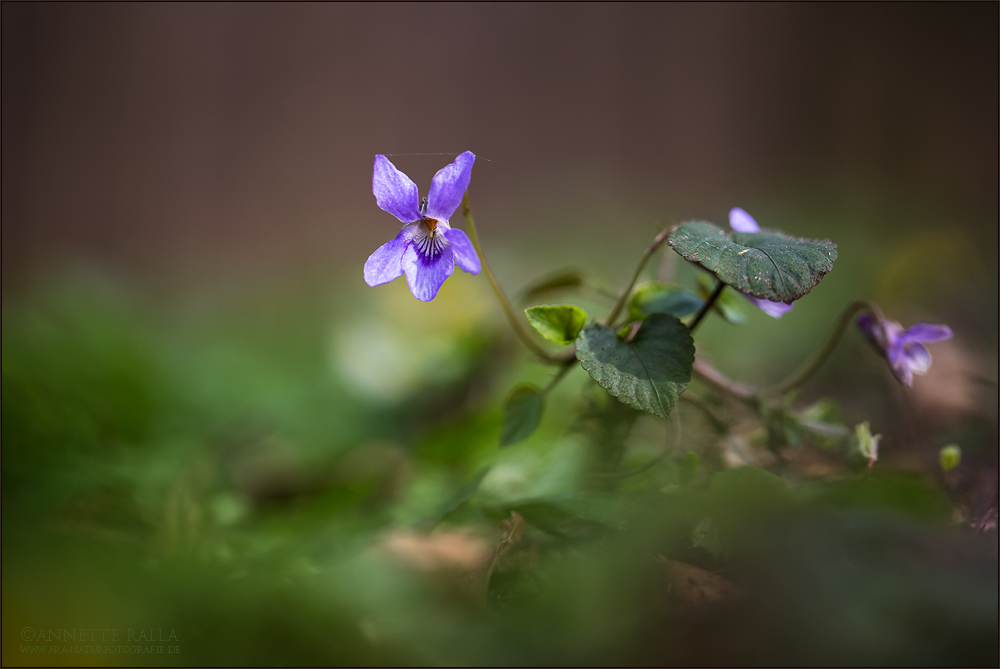 Im Wald und am Wegesrand ....