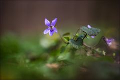 Im Wald und am Wegesrand ....