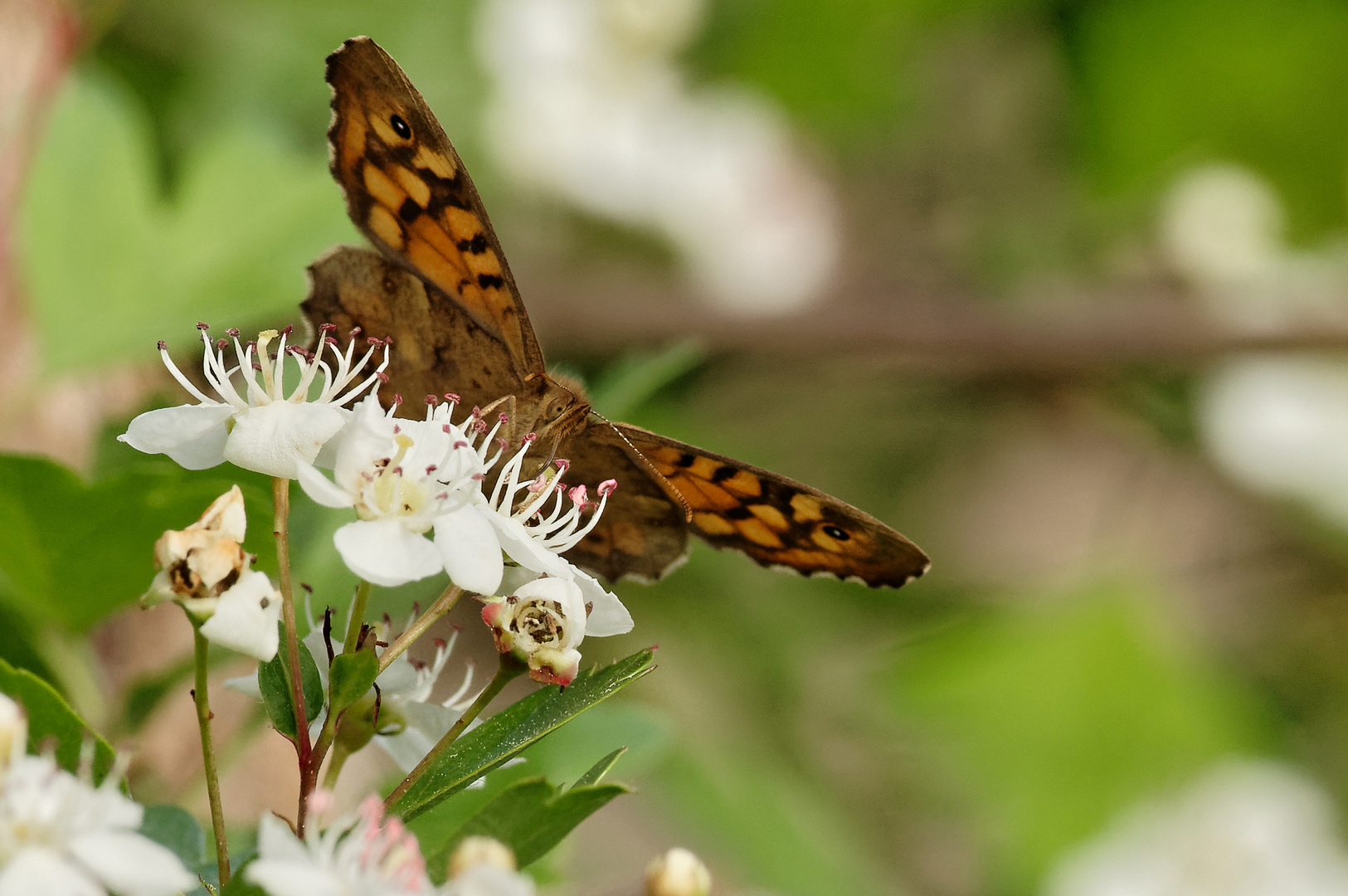 Im Wald und auf den Blüten