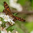 Im Wald und auf den Blüten