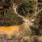 Im Wald und auf der Heide...