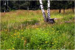 im Wald und auf der Heide...