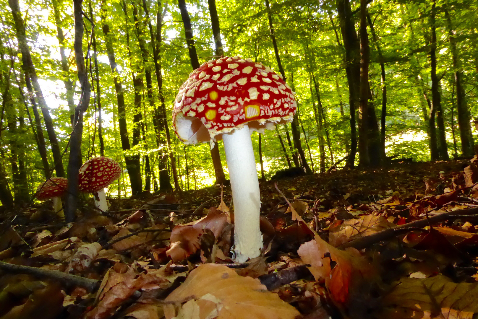 Im Wald und auf der Heide