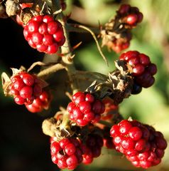 Im Wald und auf der Heide 2