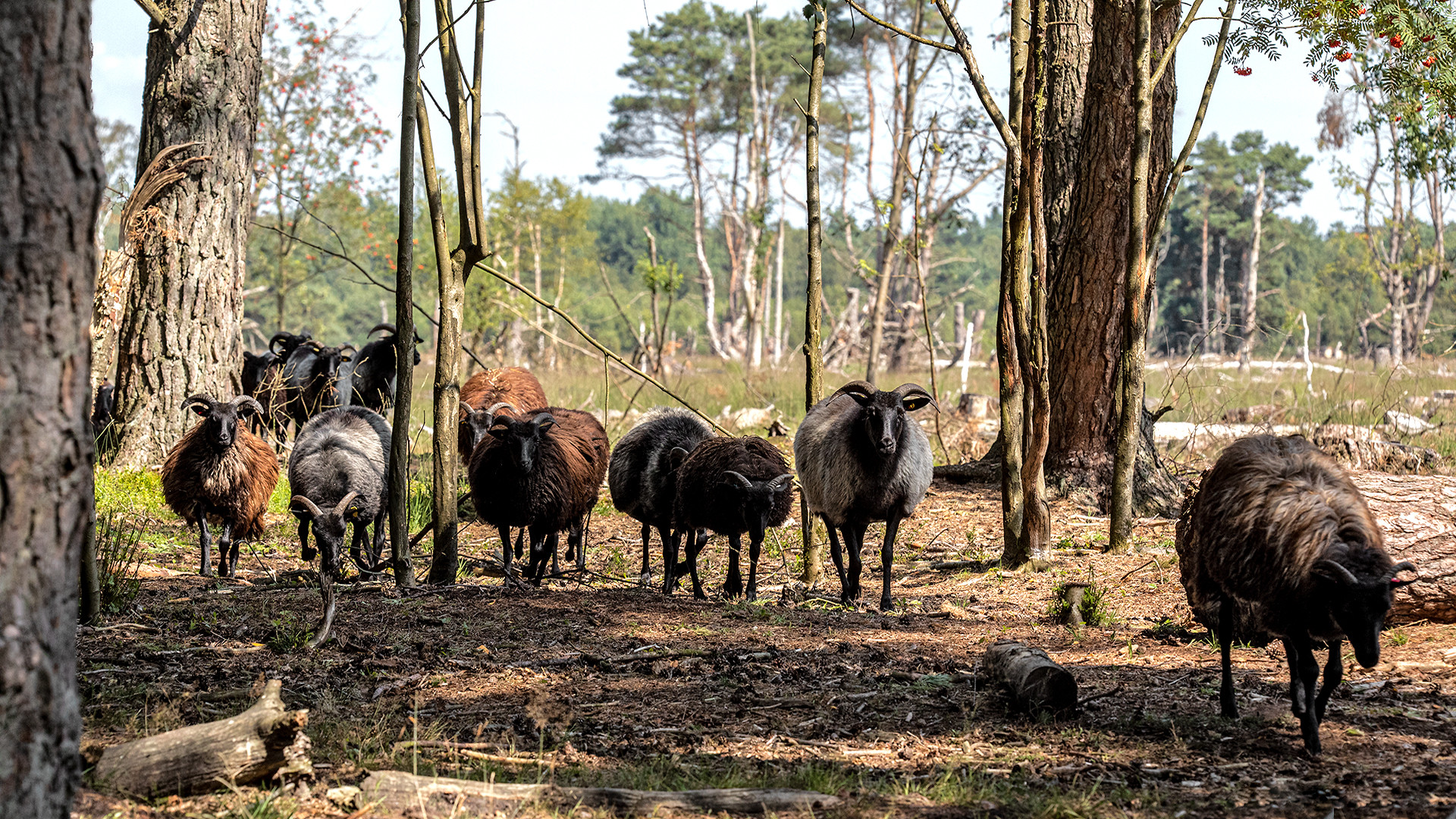 Im Wald und auf der Heide......