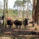 Im Wald und auf der Heide......