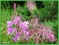 Im Wald und auf der Heide...