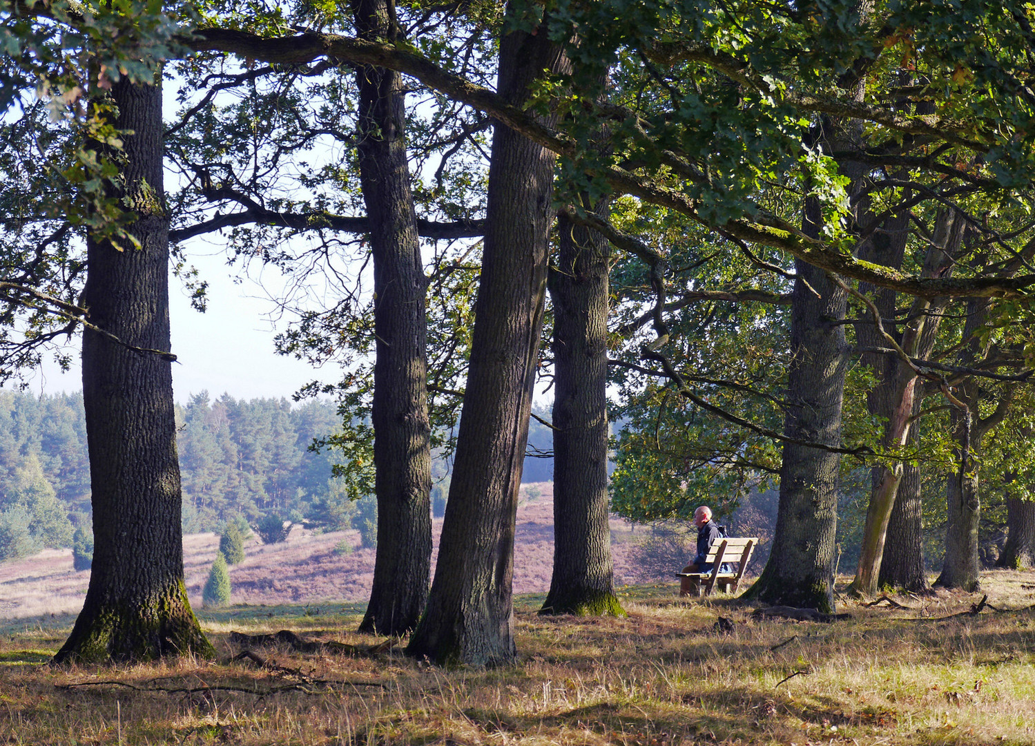 "Im Wald und auf der Heide ..."