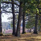 "Im Wald und auf der Heide ..."