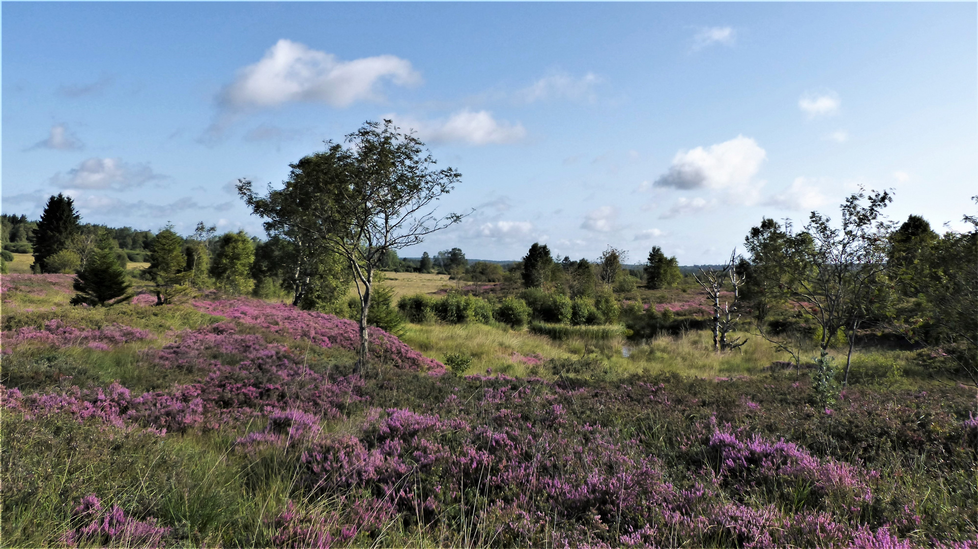 " Im Wald und auf der Heide....